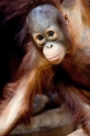 orangutan171215-3