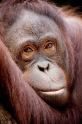 orangutan171215-4