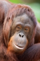 orangutan171215-6