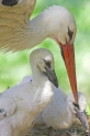 storch200507-12