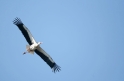 storch210309-1