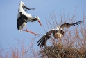 storch3