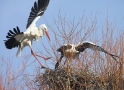 storch4