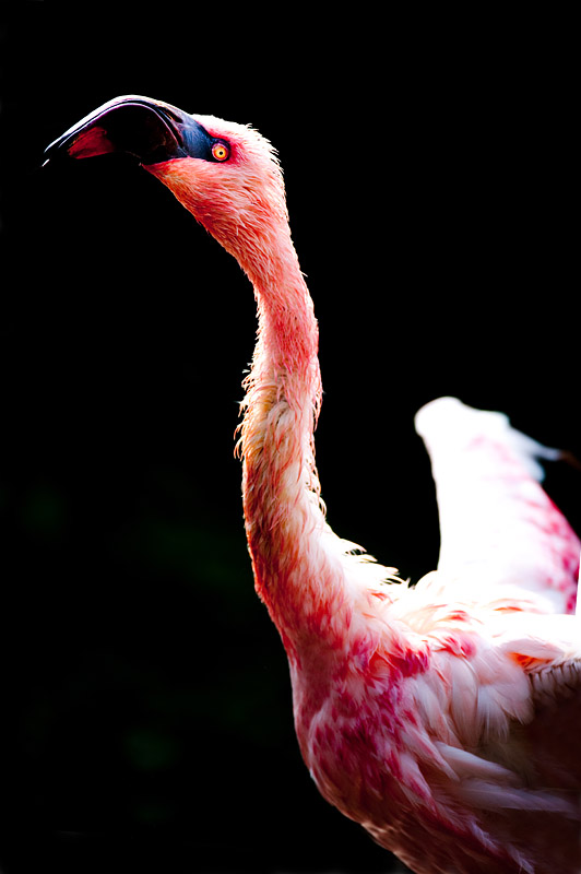 flamingo240409-1.jpg