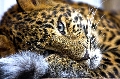 Chinaleoparden